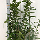 Prunus l. 'Novita' 100-125 cm met kluit