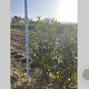 Prunus l. 'Novita' 125-150 cm met kluit