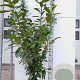 Prunus l. 'Novita' 125-150 cm met kluit