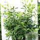 Prunus l. 'Novita' 125-150 cm met kluit