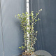 Quercus ilex 60-80 cm 7,5L