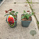Rosa (F) Adventure 10-15 cm C1.5