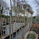 Robinia ps. 'Umbraculifera' 225 cm stam 20L 6-8