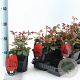 Rosa (F) 'Satchmo' 10-15 cm C1.5
