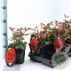 Rosa (F) 'Satchmo' 10-15 cm C1.5