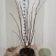 Sambucus nigra 100-125 cm 20L najaarspotting