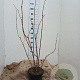 Sambucus nigra 100-125 cm 7,5L solitair