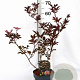 Sambucus nigra 'Thundercloud' 40-60 cm 3,0L