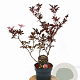 Sambucus nigra 'Thundercloud' 40-60 cm 3,0L