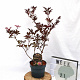 Sambucus nigra 'Thundercloud' 40-60 cm 3,0L