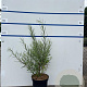 Salix rosmarinifolia 40-60 cm 7,5L
