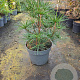 Sciadopitys verticillata 40-60 cm 7,5L