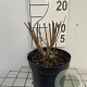 Sedum 'Herbstfreude' GM 2,0L