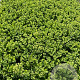 Sedum 'Herbstfreude' GM 2,0L