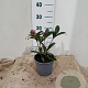 Skimmia j. 'Rubella' 20-25 cm 2,0L