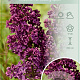 Syringa v. 'And. an Ludwig Späth' 60-80 cm 7,5L