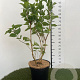 Syringa v. Carpe Diem 60-80 cm 7,5L