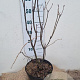 Syringa v. 'Katherine Havemeyer' 60-80 cm 7,5L
