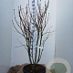Syringa v. 'Mme Lemoine' 125-150 cm 35L najaarspotting