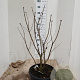 Syringa v. 'Michel Buchner' 80-100 cm 20L najaarspotting