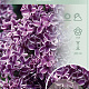 Syringa v. 'Sensation' 60-80 cm 7,5L