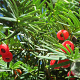 Taxus baccata 125-150 cm met kluit