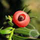 Taxus baccata 125-150 cm met kluit