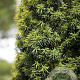 Taxus baccata 125-150 cm met kluit