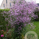 Thalictrum 'Splendide' GM P9