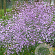 Thalictrum 'Splendide' GM P9
