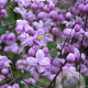 Thalictrum 'Splendide' GM P9