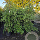 Tsuga canadensis 175-200 cm 35L solitair