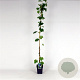 Vitis 'Boskoop Glory' 150-175 cm 5,0L