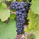 Vitis 'Léon Millot' 150-175 cm 5,0L