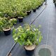Viburnum plic. 'Watanabe' 30-40 cm 3,0L