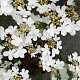 Viburnum plic. 'Watanabe' 30-40 cm 3,0L