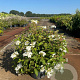 Viburnum plic. 'Watanabe' 30-40 cm 7,5L