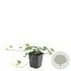 Hedera helix GM P9