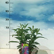 Buddleja d. 'Pink Delight' 40-50 cm 3,0L