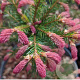 Picea a. 'Rydal' 30-40 cm 7,5L