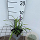 Liriope muscari 'Big Blue' GM P9
