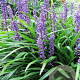 Liriope muscari 'Big Blue' GM P9
