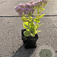 Sedum spectabile 'Brillant' GM P9