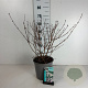 Deutzia hybrida 'Mont Rose' 50-60 cm 6,5L