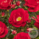 Rosa (F) Caracho GM C3