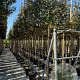 Elaeagnus ebb. 'Compacta' 10-12 HO container 200 cm stam lei 150x120
