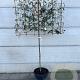 Elaeagnus ebb. 'Compacta' 130 cm container lage leivorm