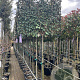 Elaeagnus ebb. 'Compacta' 8-10 HA container leiboom