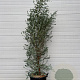 Eucalyptus gunnii 125-150 cm 50L