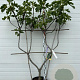 Ficus car. 'Col de Dame Noir' GM container lage leivorm U vorm